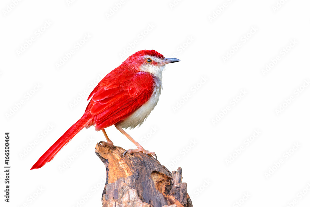 Colorful red bird isolated on branch with white background, red bird. Colorful red bird isolated on branch with white background, red bird.
