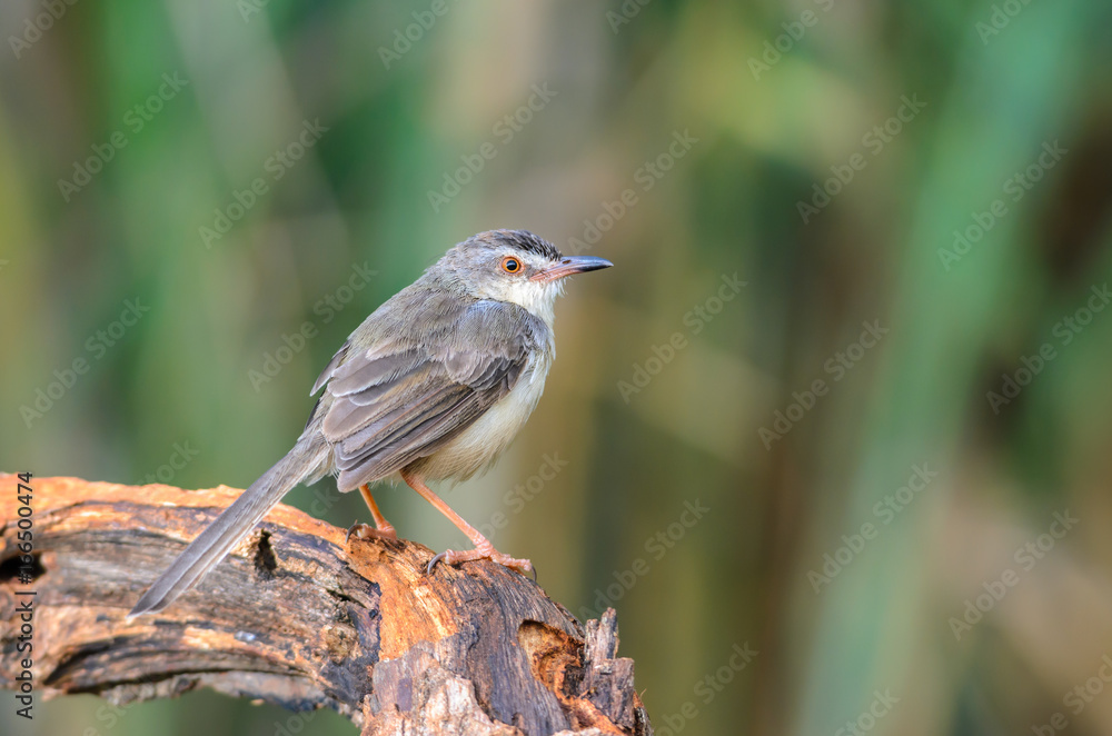Plain Prinia or White-browed Prinia or Prinia inornata, beautiful bird on branch on green background. Plain Prinia or White-browed Prinia or Prinia inornata, beautiful bird on branch on green background.