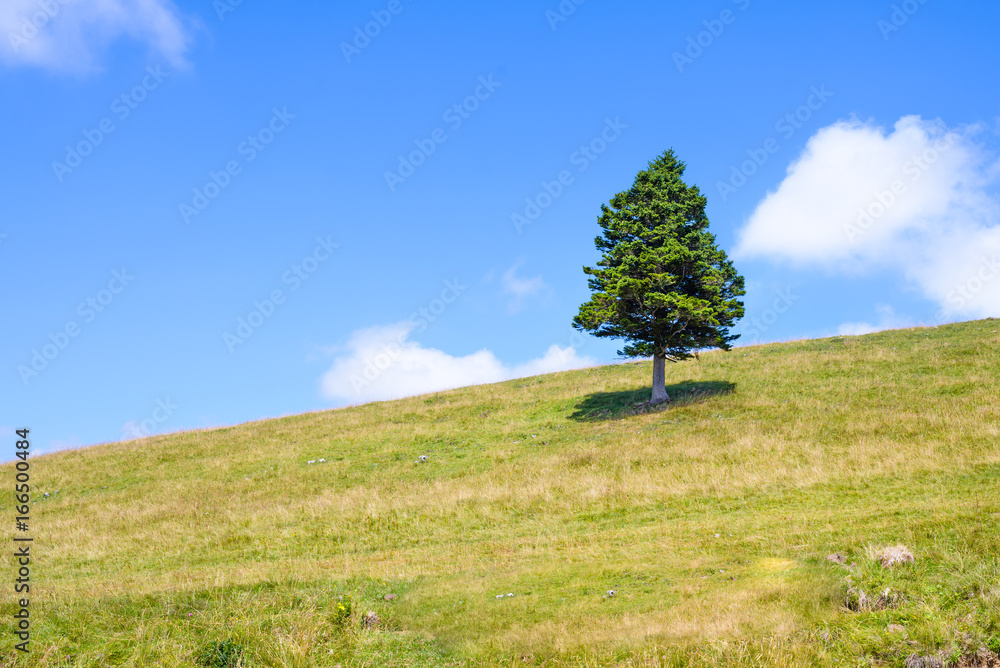 Obraz premium Single pine tree in mountains on horizon
