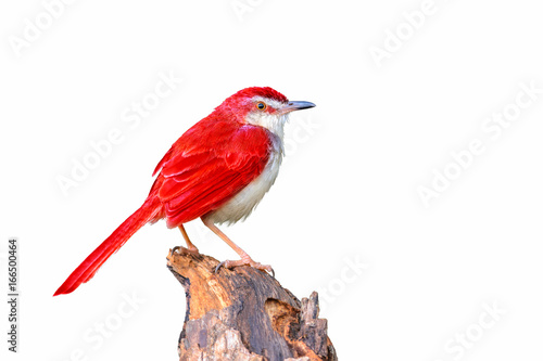 Colorful red bird isolated on branch with white background, red bird.