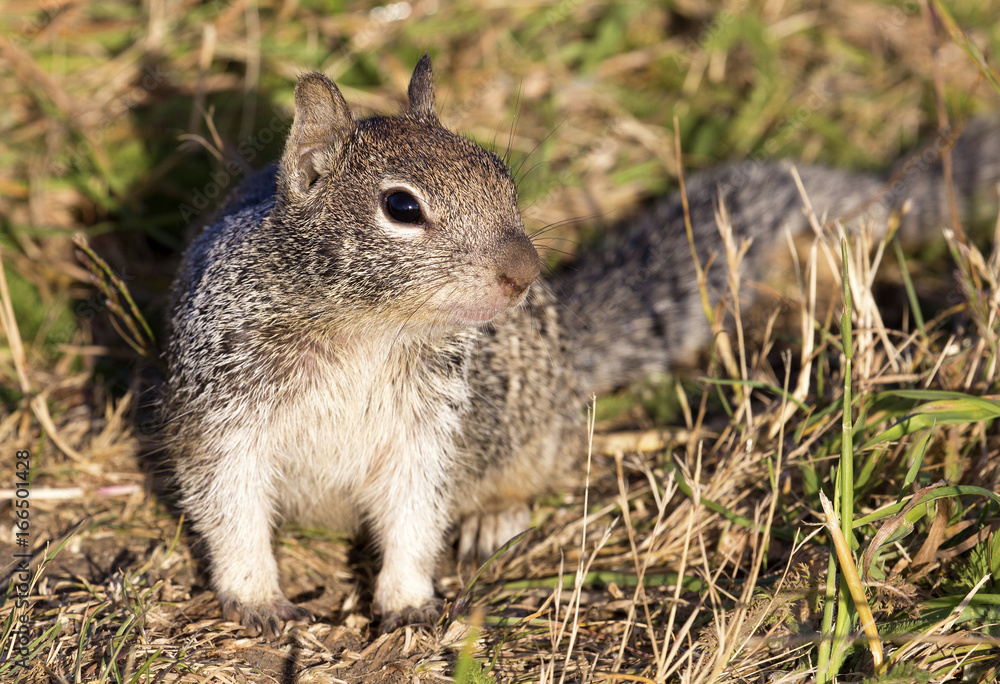 California Ground Squirrel - Crescent City California Ground Squirrel - Crescent City