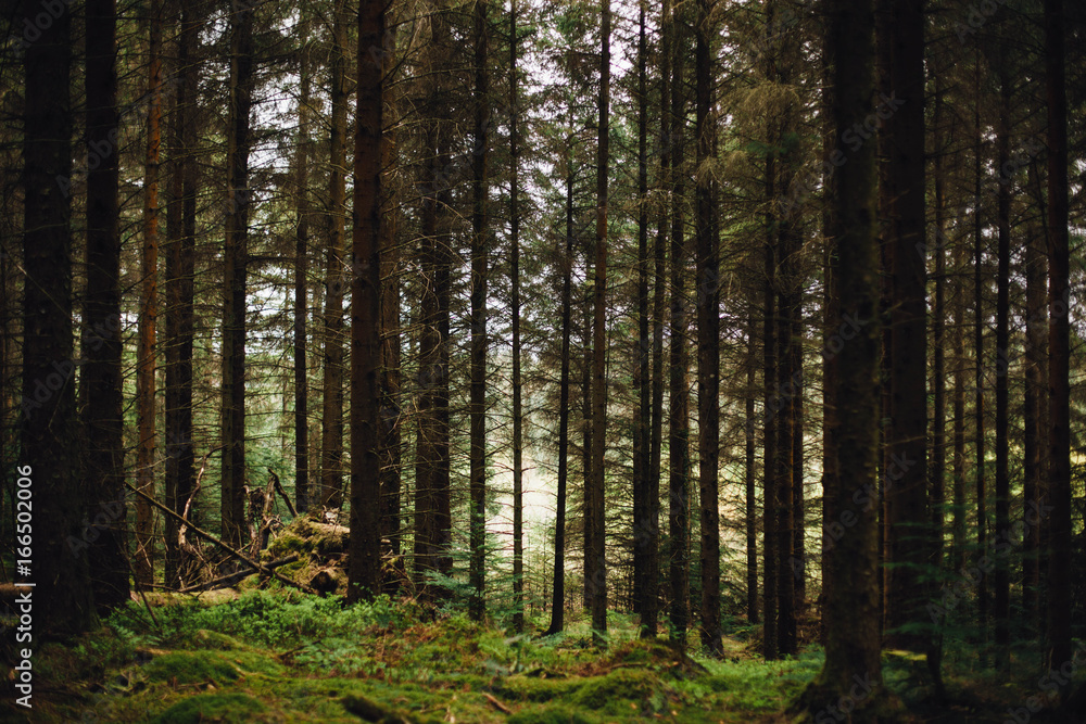 Old forest Old forest