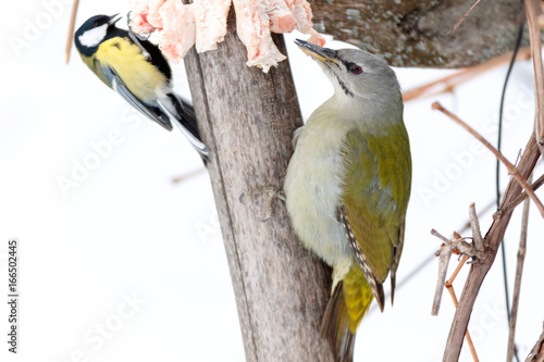 Grey-headed Woodpecker (Picus canus and Parus major)
