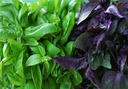 Fresh green and red basil, closeup