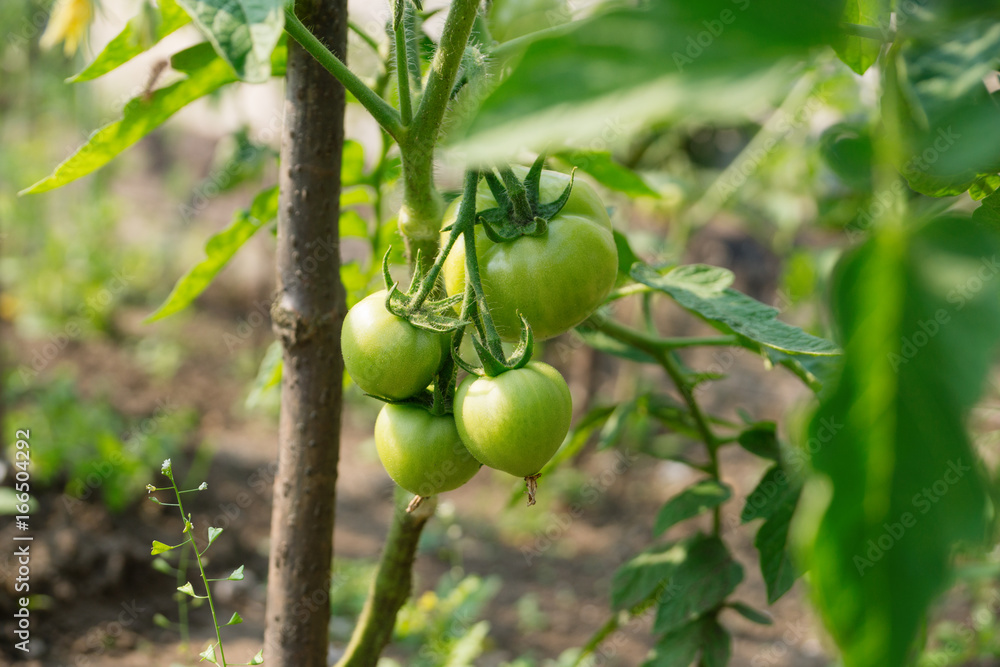 Green tomatoes are growing on the branch Green tomatoes are growing on the branch