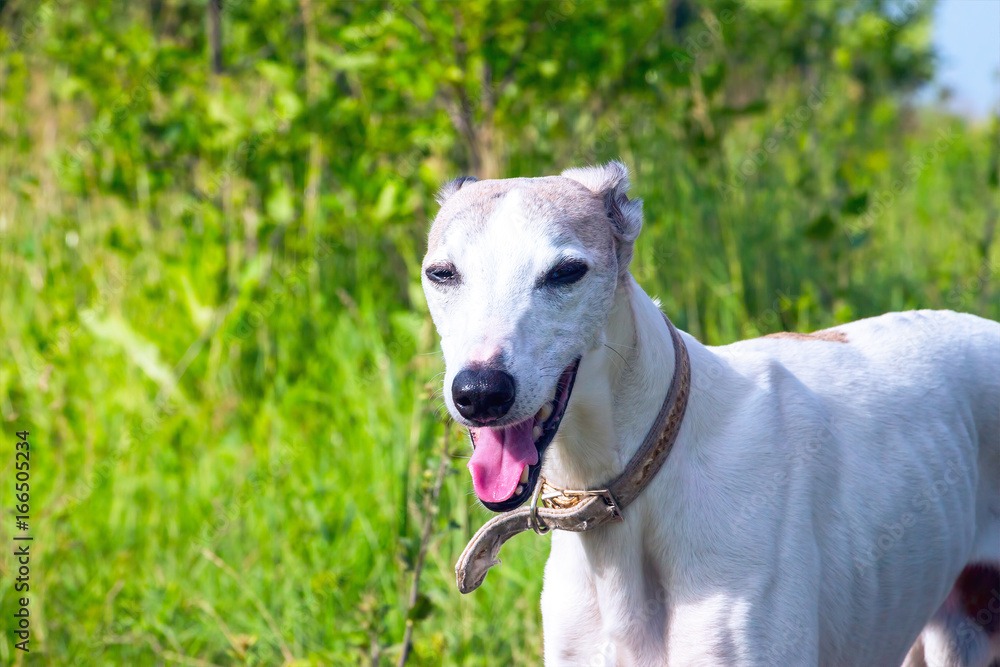 English greyhound standing in the grass on a green meadow English greyhound standing in the grass on a green meadow