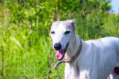 English greyhound standing in the grass on a green meadow © pro2audio