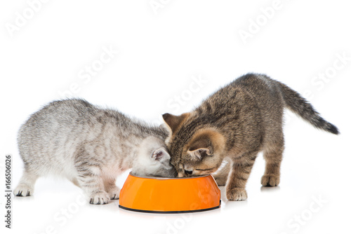 Fototapeta Naklejka Na Ścianę i Meble -  Kätzchen mit Futterschüssel