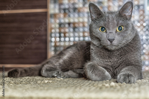 Russian blue cat lie on the carpet photo