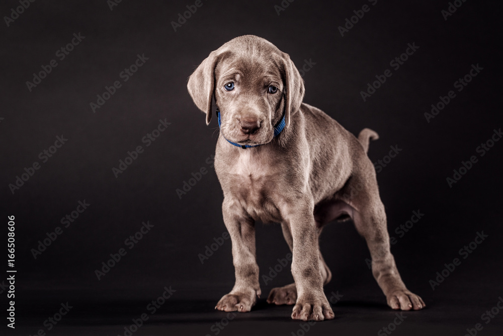 puppy weimaraner in front of black background