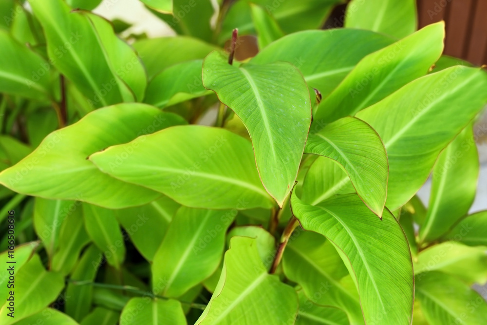 Plakat Tropical bush with green leaves as background
