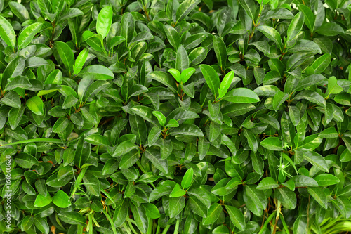 Tropical bush with green leaves as background © Africa Studio