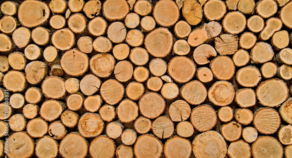 Background of tree stumps, natural wood background Background of tree stumps, natural wood background