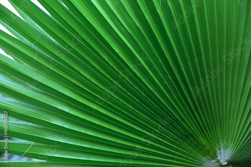 Green tropical leaf  closeup