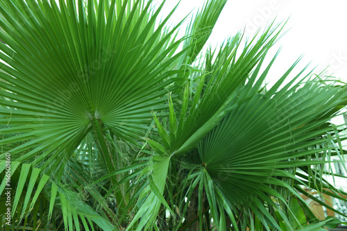 Green tropical leaves on light background