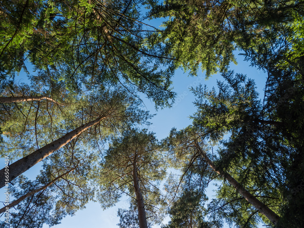 Tree tops of conifer trees and blue sky