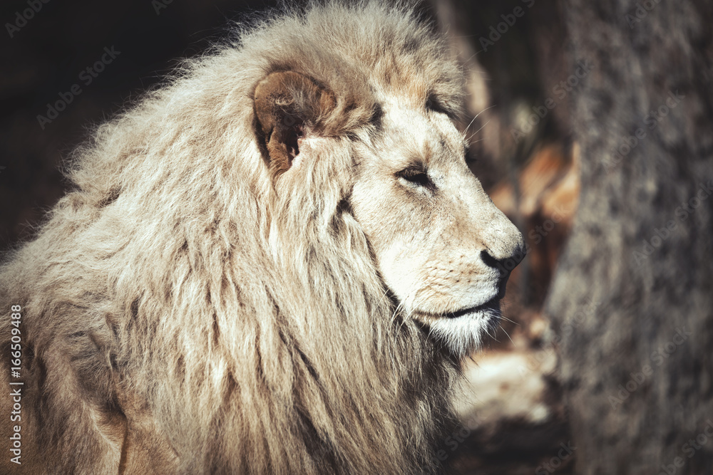Beautiful rare white lion in wild life Beautiful rare white lion in wild life
