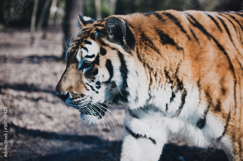 Fototapeta Naklejka Na Ścianę i Meble -  Tiger walking in forest