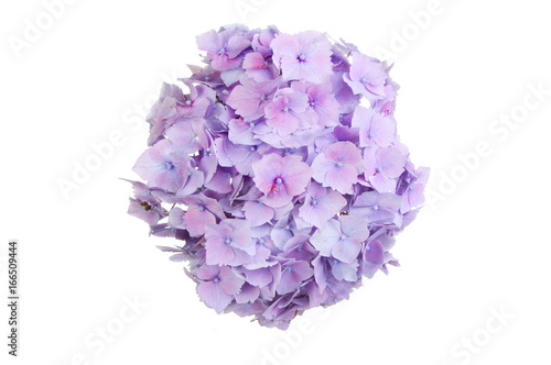 Mop head hydrangea