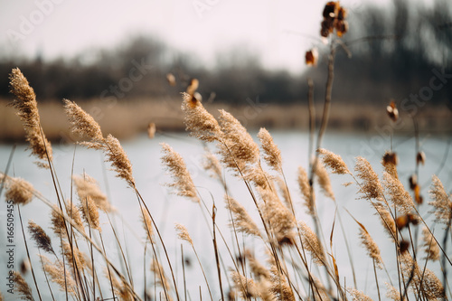 Beautiful reed as background at windy lake photo