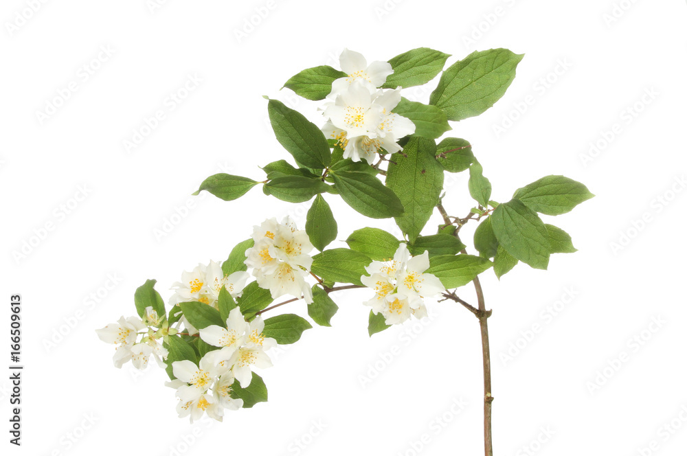 Fototapeta premium Mock orange flowers and foliage
