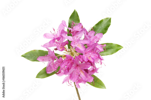 Rhodedendron ponticum flowers and foliage