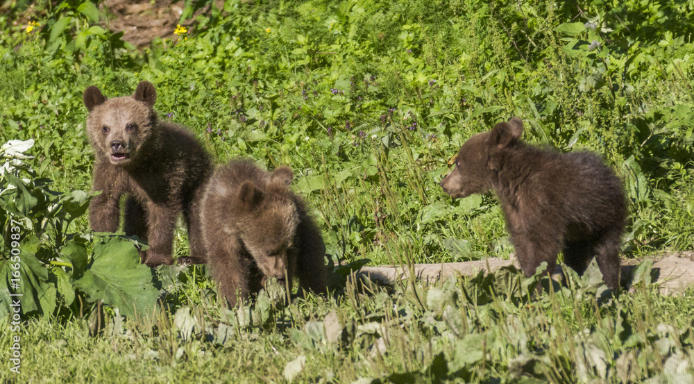 Wild bears in the Romanian forest