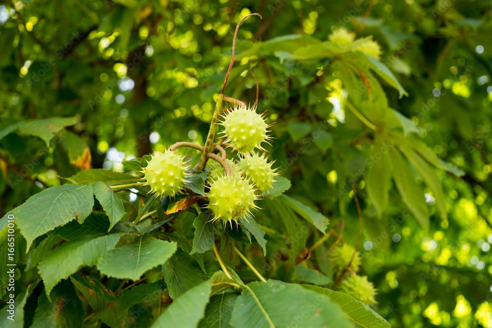 Chestnut fruit on the tree. Slovakia Chestnut fruit on the tree. Slovakia
