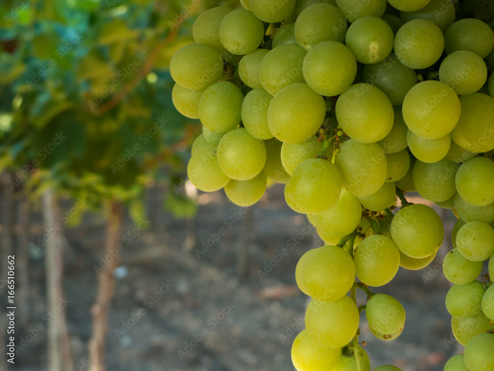 a grape plantation in an italian country in july a grape plantation in an italian country in july
