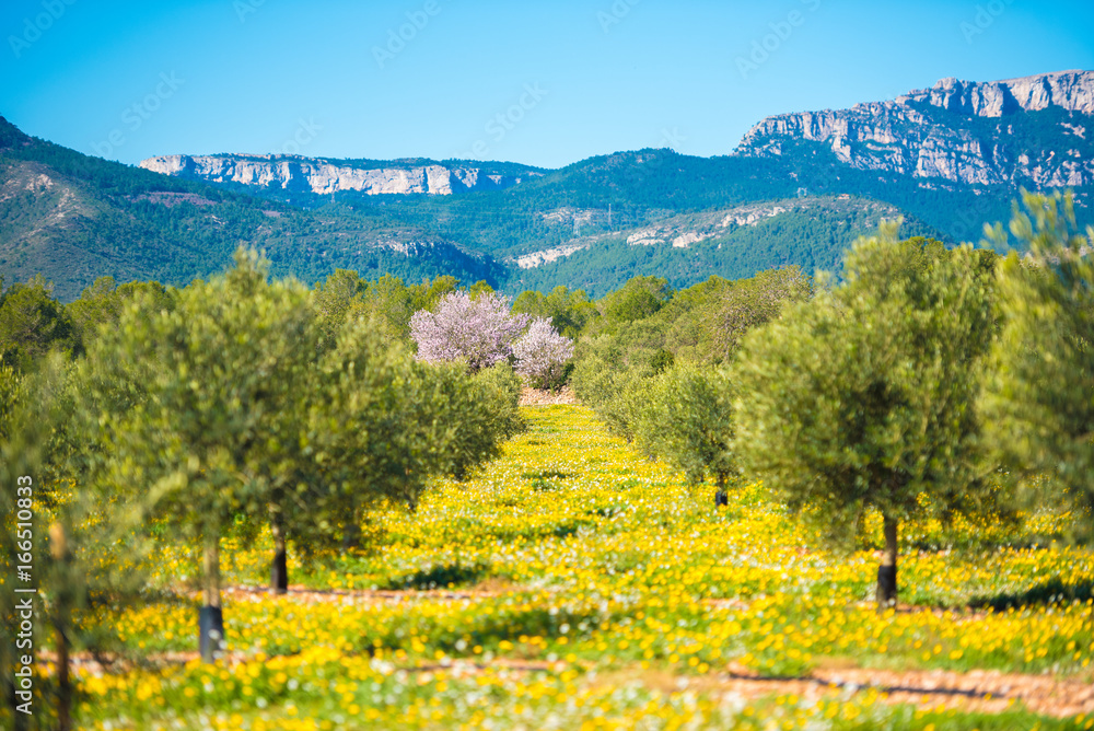 Olive trees in a row on plantation in Tarragona, Catalunya, Spain. Space for text. Copy space.