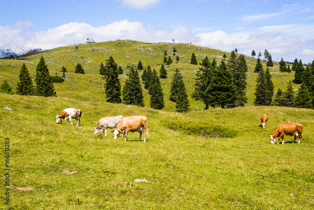 Cattle, Livestock grazing on pasture in mountains