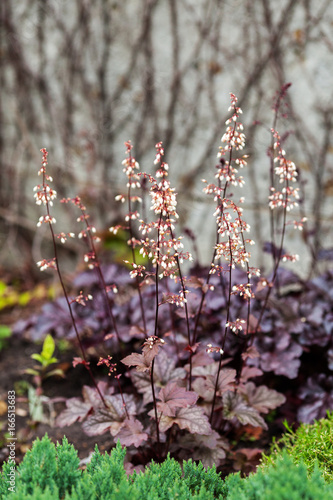 Perennial plant Heuchera micrantha in the garden. Purple leaves and blooming tiny flowers