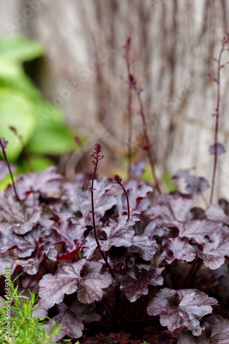 Perennial plant Heuchera micrantha in the garden. Purple leaves and blooming tiny flowers
