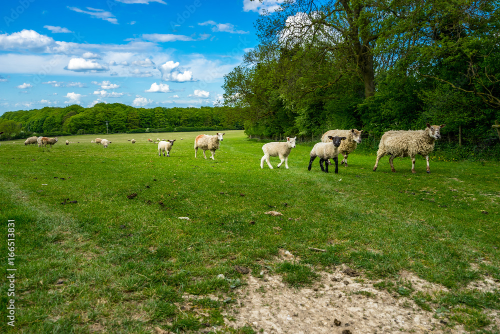 Herd of sheep on beautiful green meadow