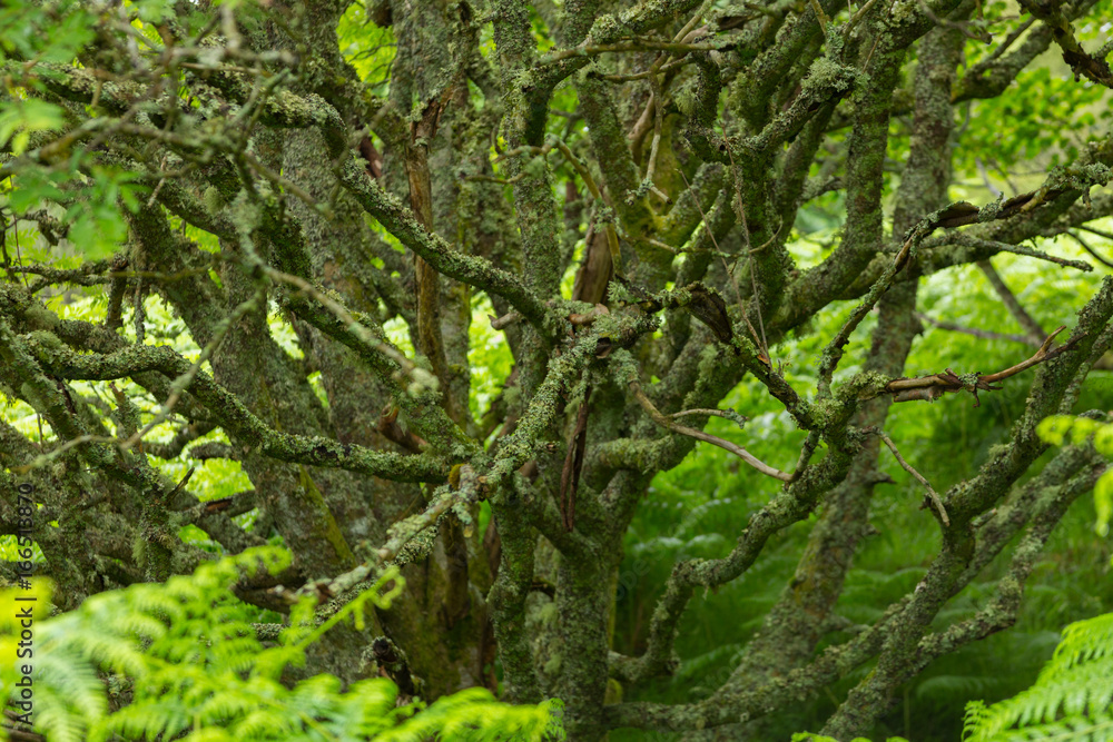 Urwald mit Moos Urwald mit Moos