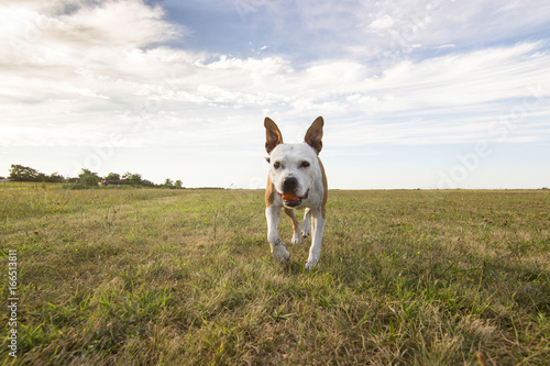 Dog running in field 