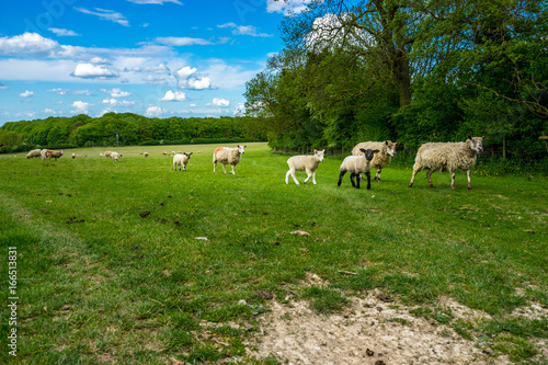 Herd of sheep on beautiful green meadow