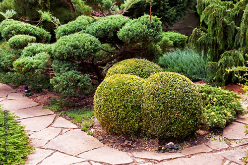 The boxwood is trimmed in the shape of ice cream balls. Landscape design