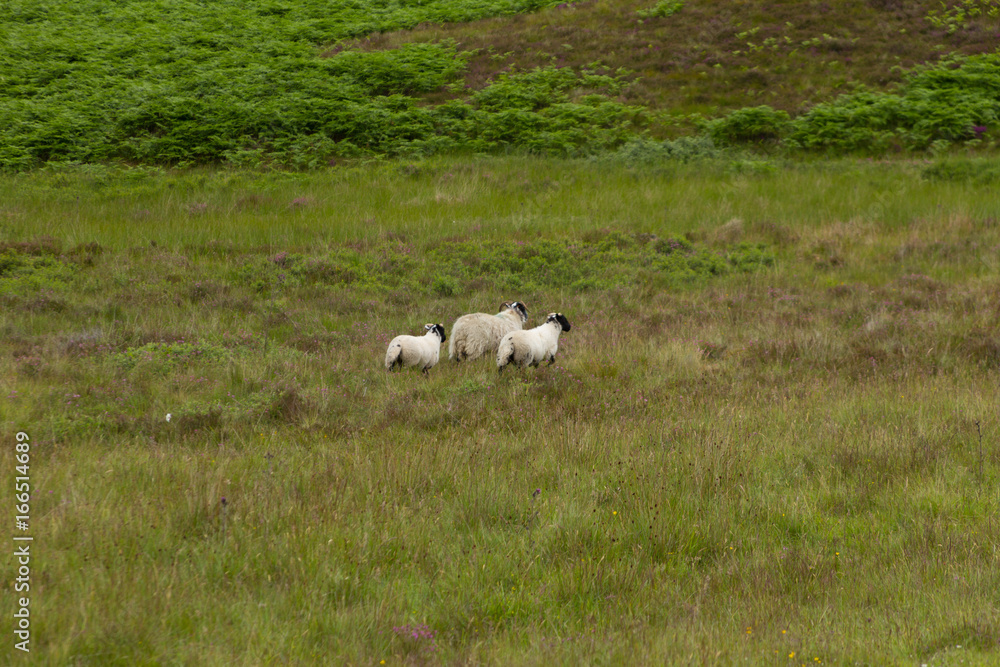 Fototapeta premium Schafe auf der Wiese in den Highlands