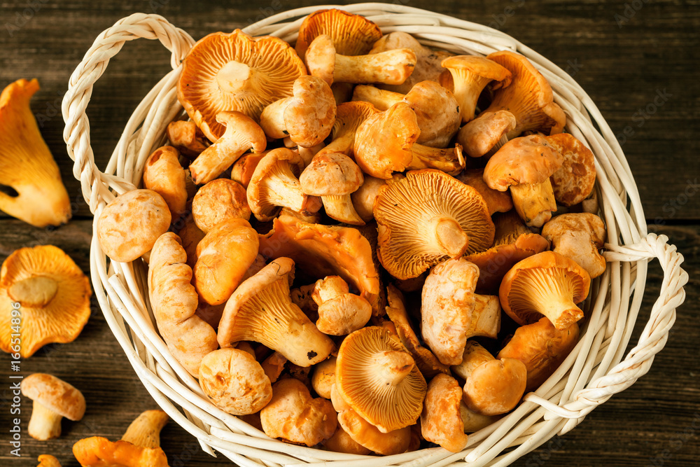 Raw wild mushrooms chanterelle in basket on rustic wooden table Raw wild mushrooms chanterelle in basket on rustic wooden table