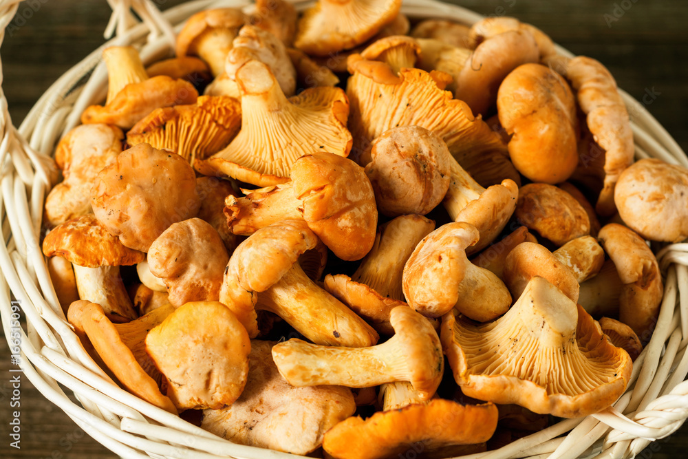 Raw wild mushrooms chanterelle in basket on rustic wooden table Raw wild mushrooms chanterelle in basket on rustic wooden table