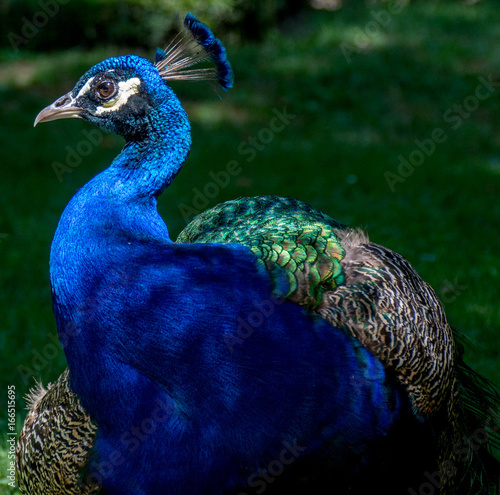 Pavo real en jardín de Valladolid