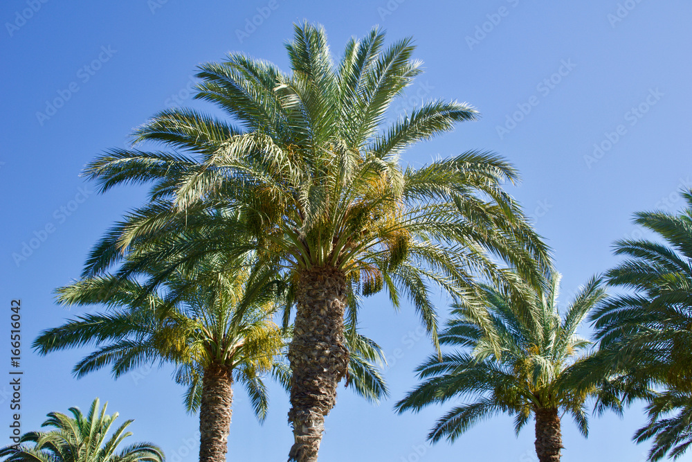 Group of date palm trees against blue sky with copyspace for text for example as background for a postcard