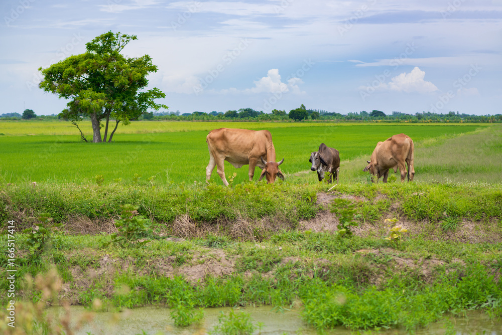 Cow eating grass or rice straw in rice field with blue sky, rural background.