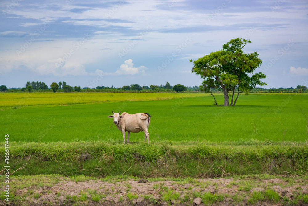 Cow eating grass or rice straw in rice field with blue sky, rural background.