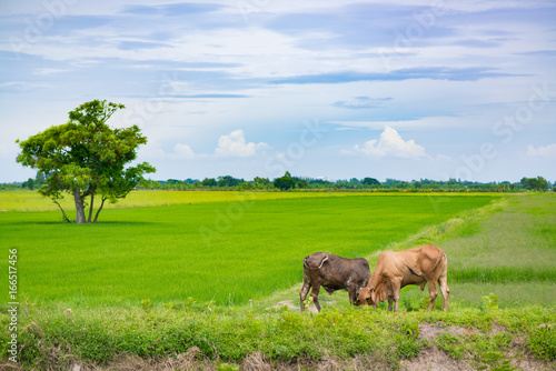 Cow eating grass or rice straw in rice field with blue sky, rural background. © pookpiik