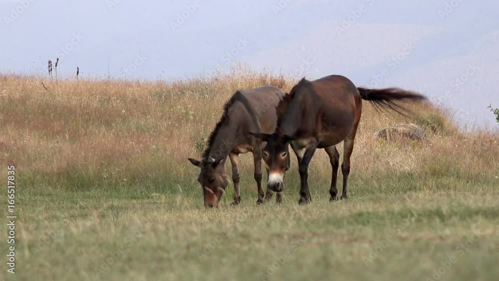 Wild horses grazing is green pasture Wild horses grazing is green pasture