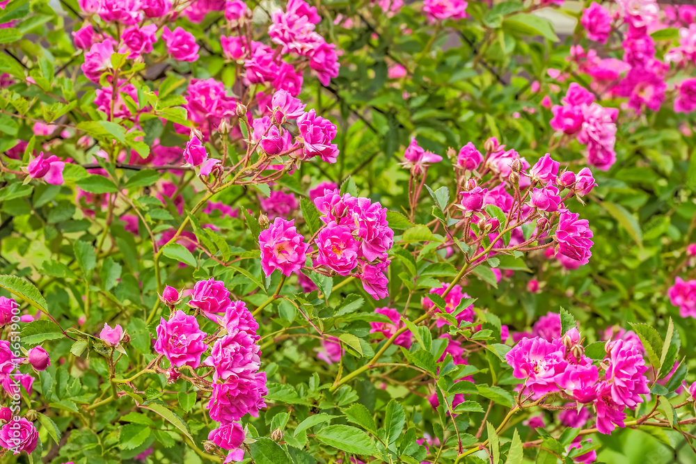 Flowers of a pink rose in a flower garden Flowers of a pink rose in a flower garden