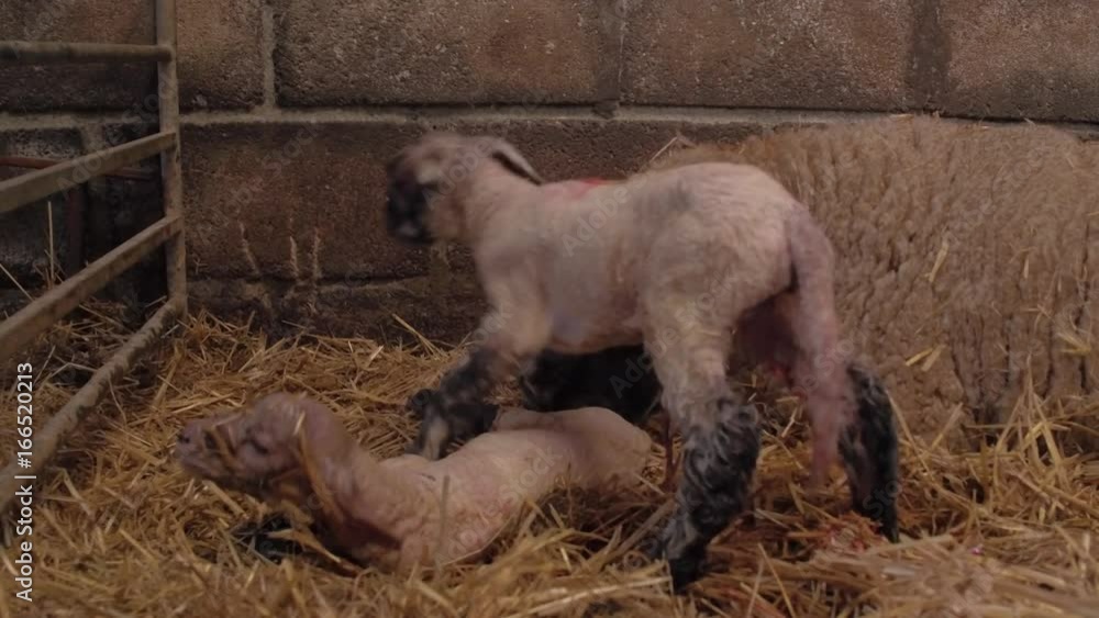 two baby lambs and their ewe mother in a barn two baby lambs and their ewe mother in a barn