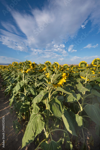 Scenic view of a field of sunflowers on a sunny day.